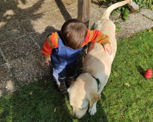 escuela-allegra-con-mascotas